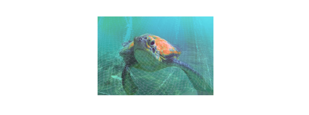 What is ghost fishing? To what extent is ghost fishing an environmental problem?