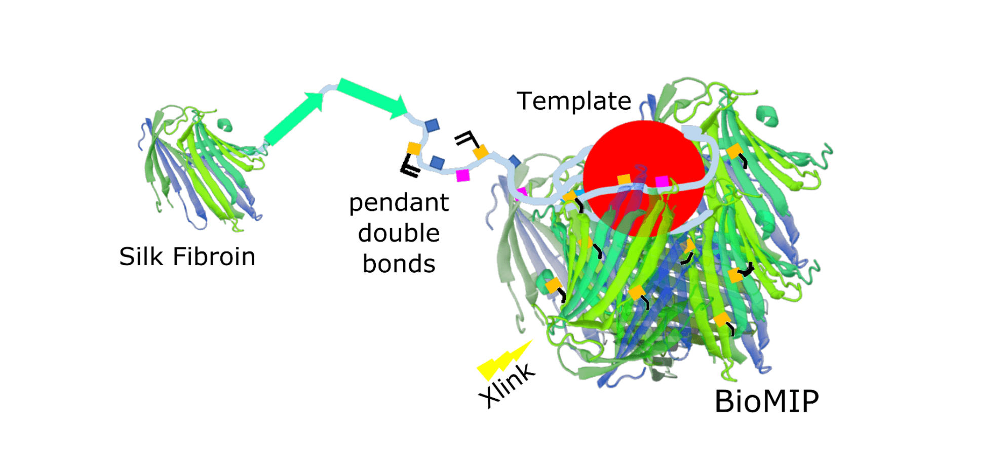 Silk bioMIPs: the new approach to molecularly imprinted polymers made of a natural biomaterial