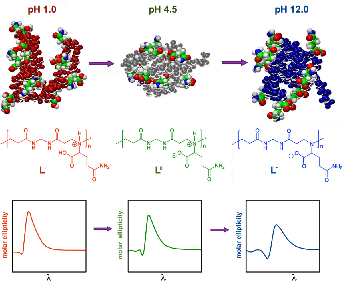Hydrogen Bonding in a l-Glutamine-Based Polyamidoamino Acid and its pH-Dependent Self-Ordered Coil Conformation