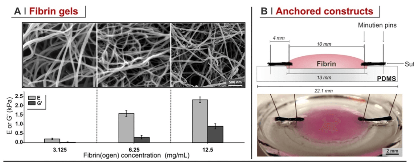 Cells contracting materials